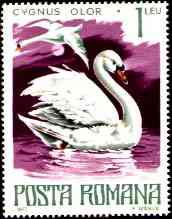 1977. Mute Swan.