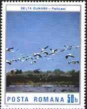 1987. Landscapes. Pelicans over the Danube Delta