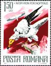 1977. Egyptian Vultur.