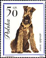 Poland, 1963. Airedale terrier. Sc. 1118.