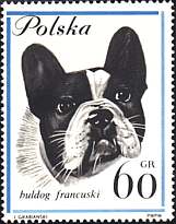 Poland, 1963. French Bulldog. Sc. 1119