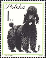 Poland, 1963. Poodle. Sc. 1120
