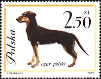 Poland, 1963. Hunting Dog. Sc. 1121