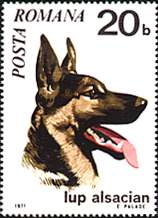 Romania, 1971. German Shepard. Sc. 2227