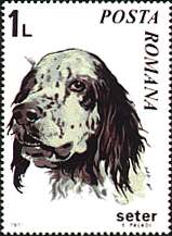 Romania, 1971. Setter. Sc. 2230