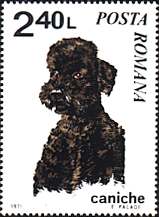 Romania, 1971. Poodle. Sc. 2232