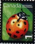 Canadian Nice Definitives