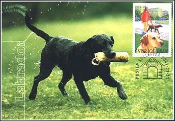 Original illustration from Dogs on Postal Stamps