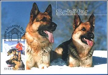 Sweden, 1/31/01. Schäfer.