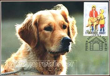 Sweden, 1/31/01. Golden Retriever