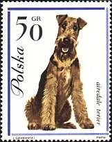 Poland, 1963. Airedale terrier. Sc. 1118.