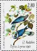 Pigeons, by J.J. Audubon