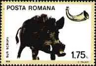 1976. Boar.